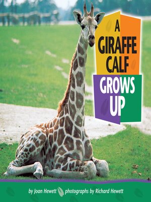 cover image of A Giraffe Calf Grows Up